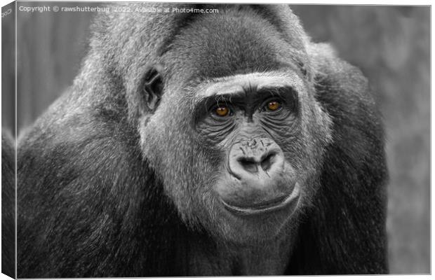 Gorilla's Face Canvas Print by rawshutterbug 