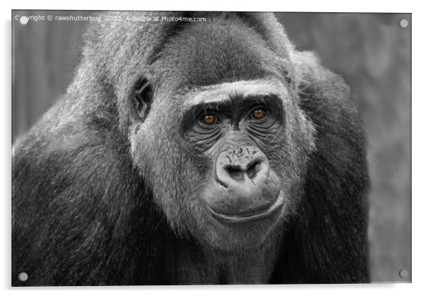 Gorilla's Face Acrylic by rawshutterbug 