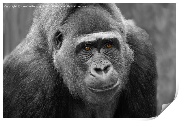 Gorilla's Face Print by rawshutterbug 
