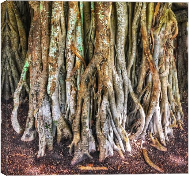 Roots of Banyan Fig Tree Canvas Print by Julie Gresty
