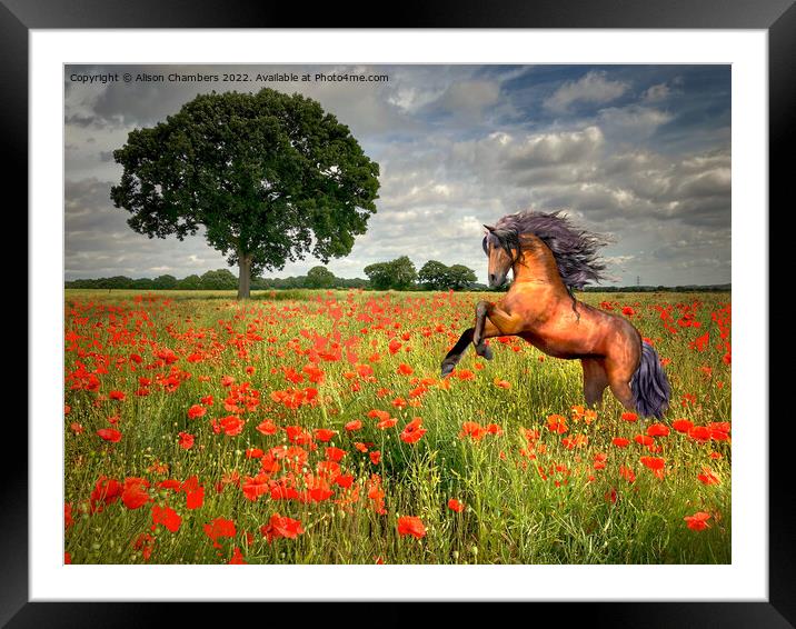 Horse In A Poppy Field Framed Mounted Print by Alison Chambers