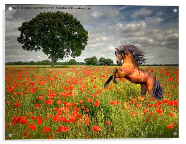 Horse In A Poppy Field Acrylic by Alison Chambers