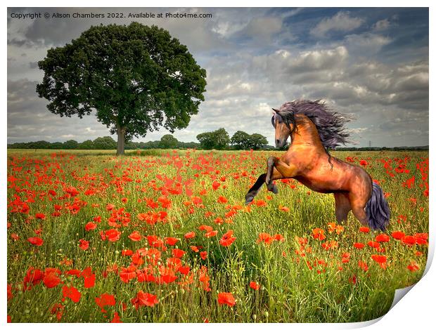 Horse In A Poppy Field Print by Alison Chambers