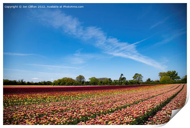 Norfolk Tulips - A Burst of Colour Print by Jon Clifton
