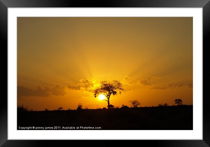 Tsavo sunset Framed Mounted Print by penny james