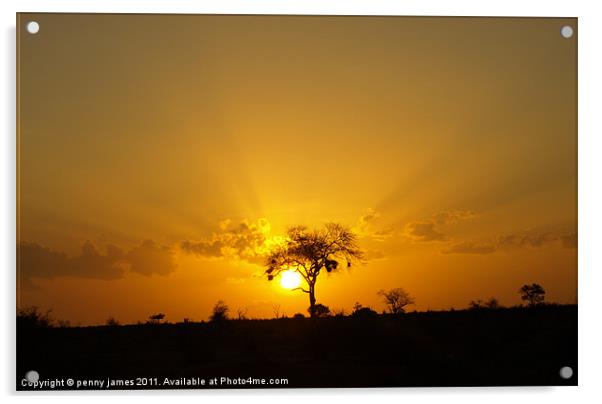 Tsavo sunset Acrylic by penny james