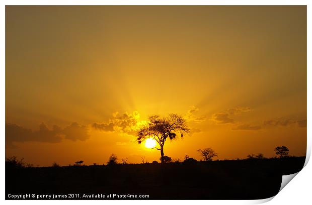 Tsavo sunset Print by penny james