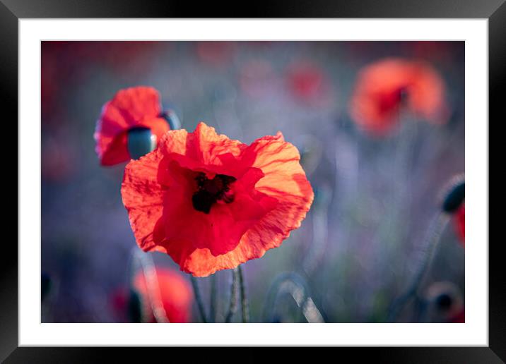 Red Poppy Framed Mounted Print by J Biggadike