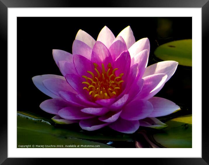 Blooming Water Lily Framed Mounted Print by Maciej Czuchra