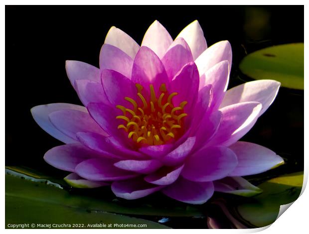 Blooming Water Lily Print by Maciej Czuchra