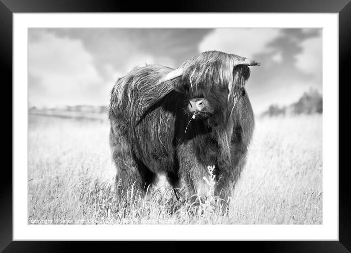 Highland cow portrait black and white Framed Mounted Print by Simon Bratt LRPS