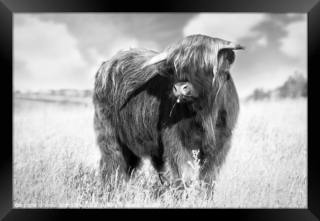 Highland cow portrait black and white Framed Print by Simon Bratt LRPS