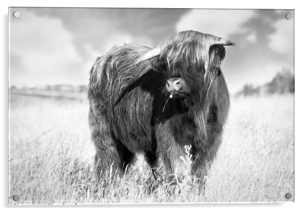Highland cow portrait black and white Acrylic by Simon Bratt LRPS