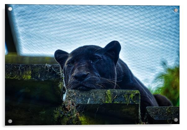 Exmoor Beast Acrylic by simon cowan