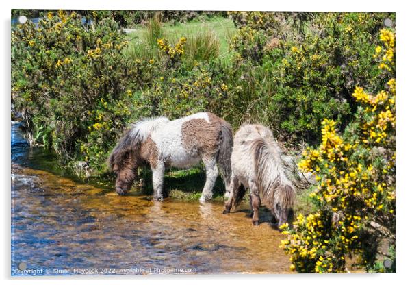 Dartmoor Ponies drinking from a river Acrylic by Simon Maycock