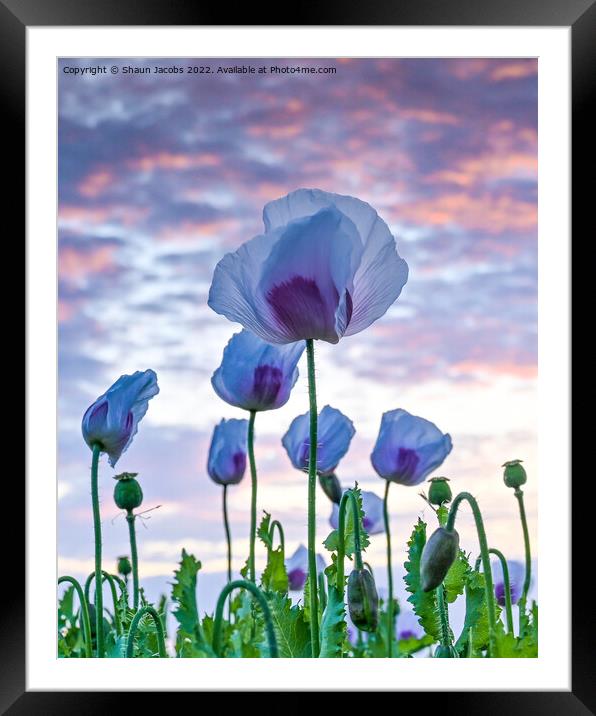 Poppies at sunset  Framed Mounted Print by Shaun Jacobs