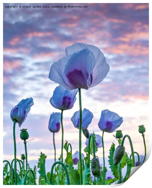 Poppies at sunset  Print by Shaun Jacobs