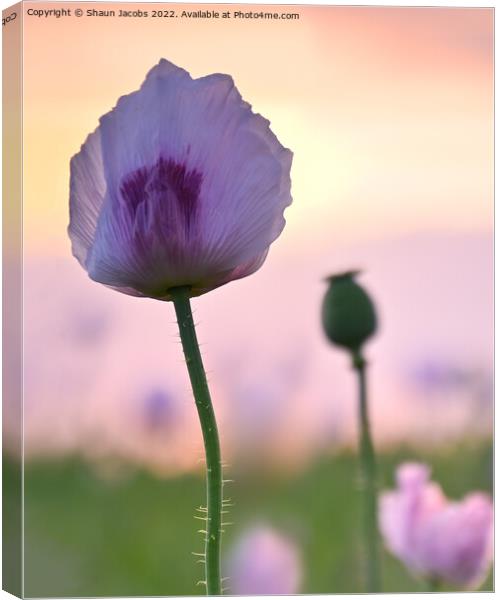 Summer poppy at sunset  Canvas Print by Shaun Jacobs