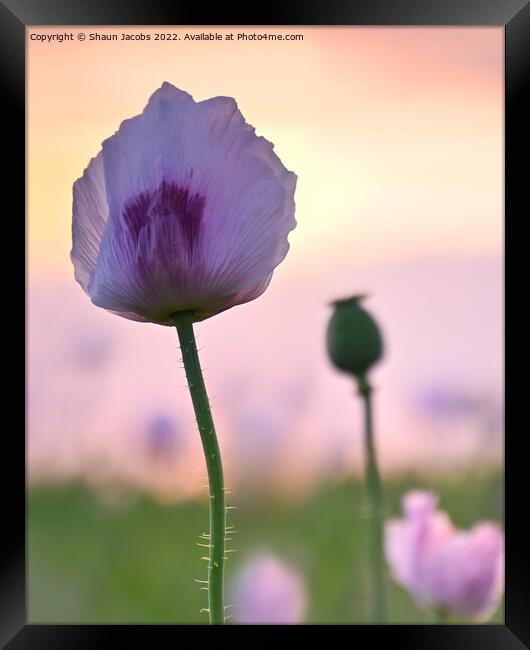 Summer poppy at sunset  Framed Print by Shaun Jacobs