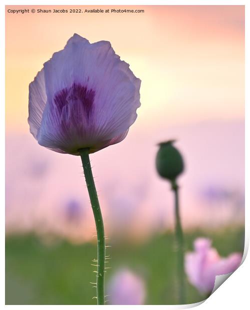 Summer poppy at sunset  Print by Shaun Jacobs