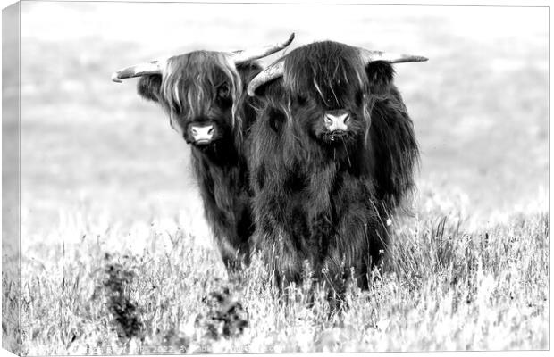 Two cute highland cows in black and white Canvas Print by Simon Bratt LRPS
