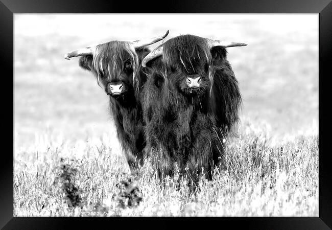 Two cute highland cows in black and white Framed Print by Simon Bratt LRPS
