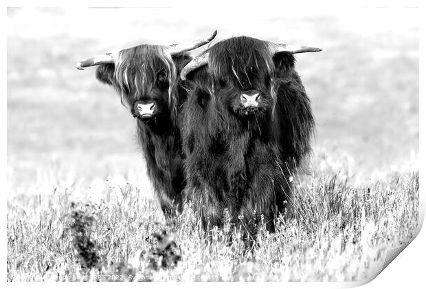 Two cute highland cows in black and white Print by Simon Bratt LRPS
