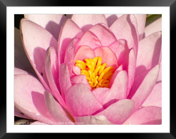 Pink Water Lily Framed Mounted Print by Maciej Czuchra