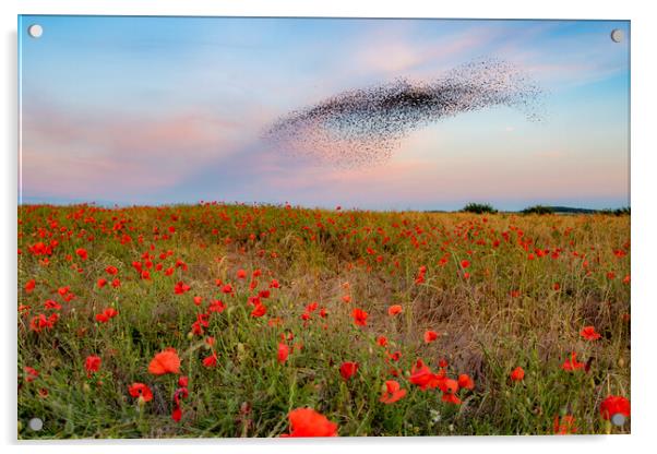 Starling Murmuration Poppy Field Acrylic by J Biggadike