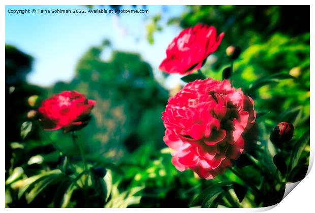 Beautiful Red Peonies in the Garden  Print by Taina Sohlman