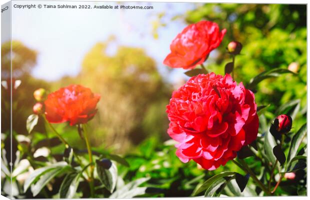 Beautiful Red Peonies in Sunny Garden Canvas Print by Taina Sohlman