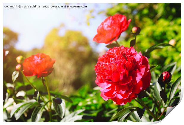 Beautiful Red Peonies in Sunny Garden Print by Taina Sohlman