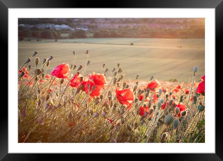 Poppies In The Sun Framed Mounted Print by J Biggadike