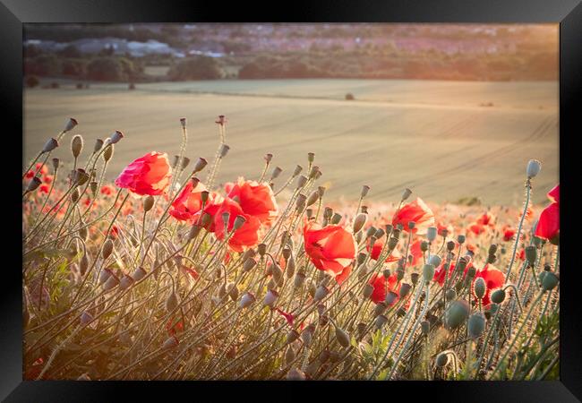 Poppies In The Sun Framed Print by J Biggadike