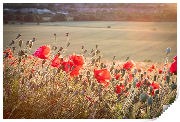 Poppies In The Sun Print by J Biggadike