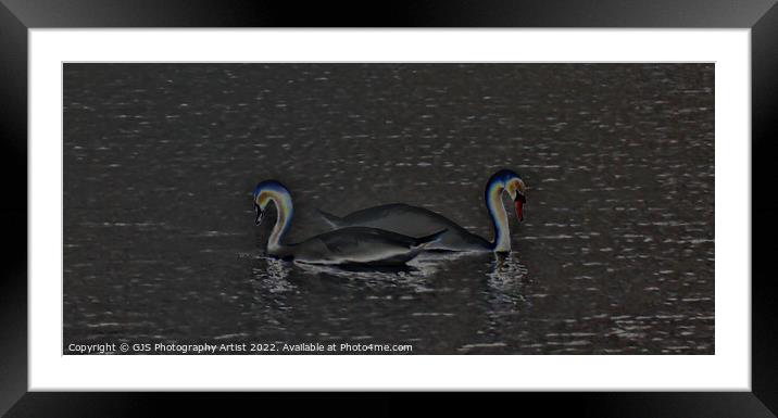 Swans Solorized  Framed Mounted Print by GJS Photography Artist