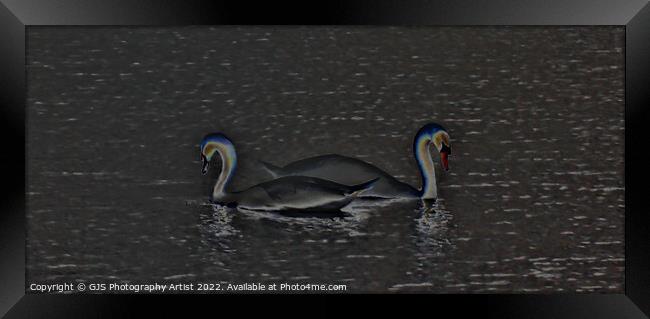 Swans Solorized  Framed Print by GJS Photography Artist