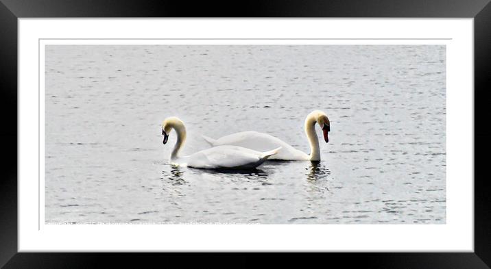 Swans Bordered Framed Mounted Print by GJS Photography Artist