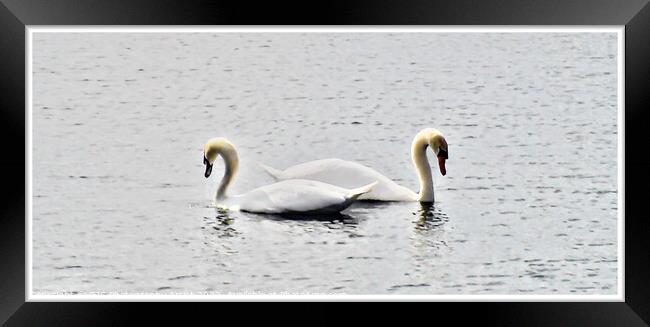 Swans Bordered Framed Print by GJS Photography Artist