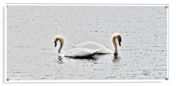 Swans Bordered Acrylic by GJS Photography Artist