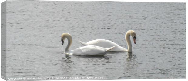 Swans Back to Back Canvas Print by GJS Photography Artist