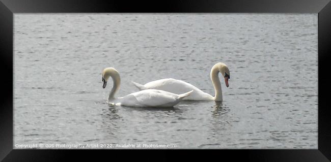 Swans Back to Back Framed Print by GJS Photography Artist