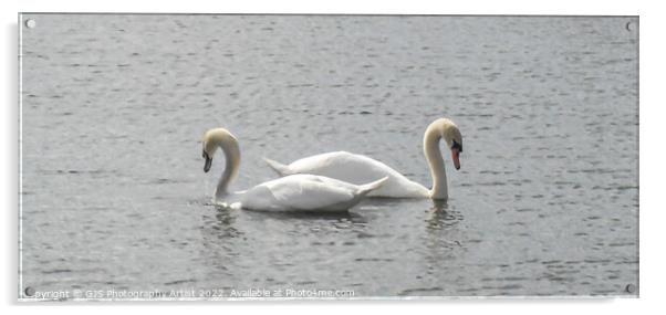 Swans Back to Back Acrylic by GJS Photography Artist
