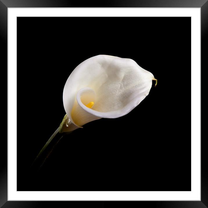 Calla Lily Wall Art Framed Mounted Print by Will Ireland Photography