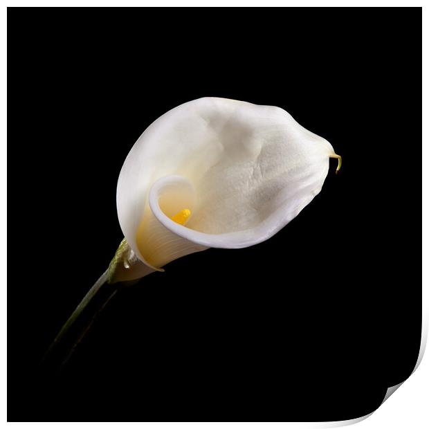 Calla Lily Wall Art Print by Will Ireland Photography