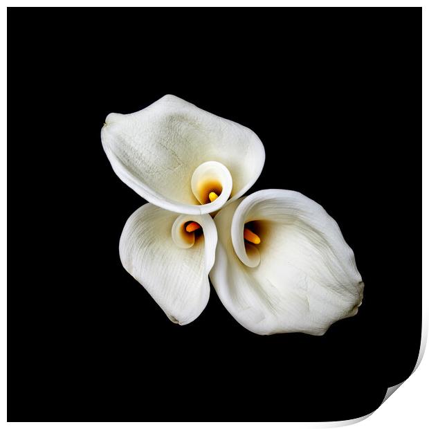 Calla Lilies Wall Art Print by Will Ireland Photography