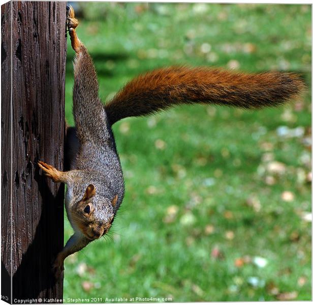 Squirrel Encounter Canvas Print by Kathleen Stephens