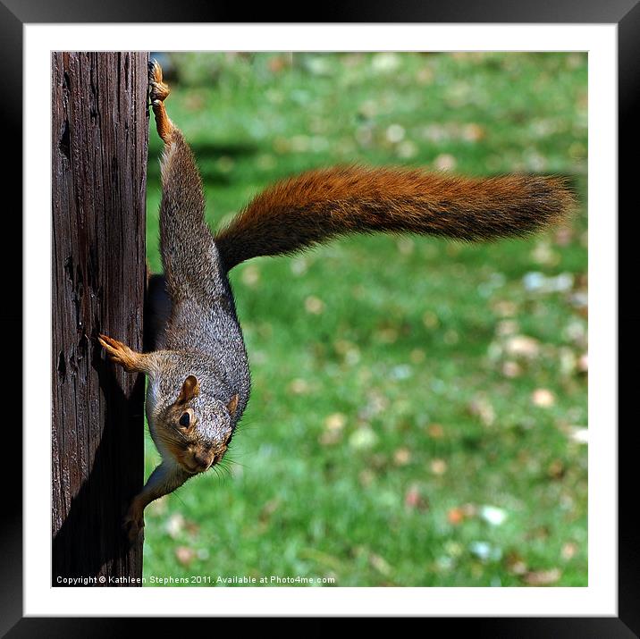 Squirrel Encounter Framed Mounted Print by Kathleen Stephens