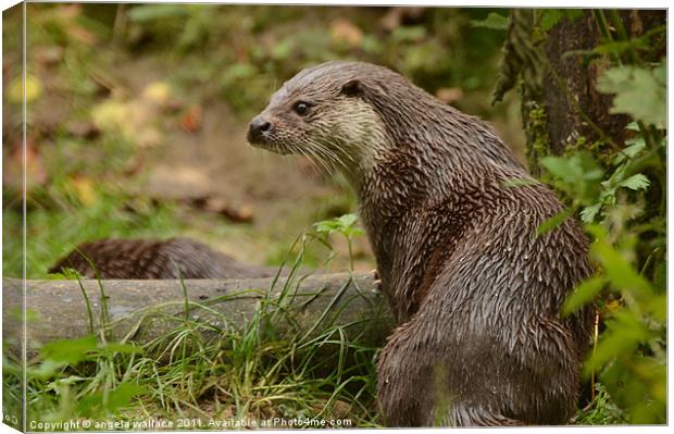 Otter Canvas Print by Angela Wallace