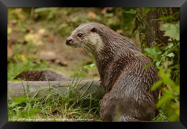 Otter Framed Print by Angela Wallace
